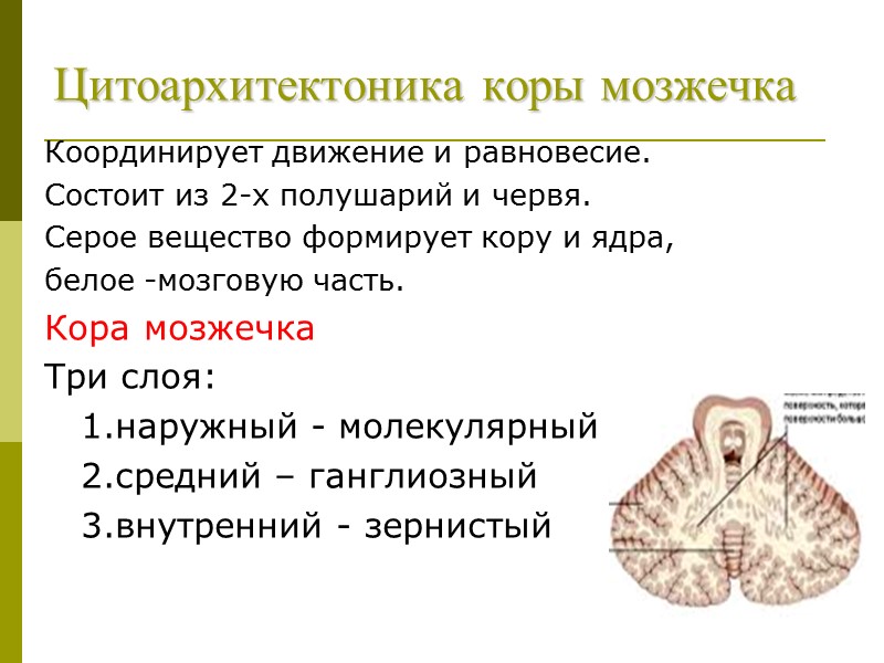 Цитоархитектоника коры мозжечка Координирует движение и равновесие. Состоит из 2-х полушарий и червя. 